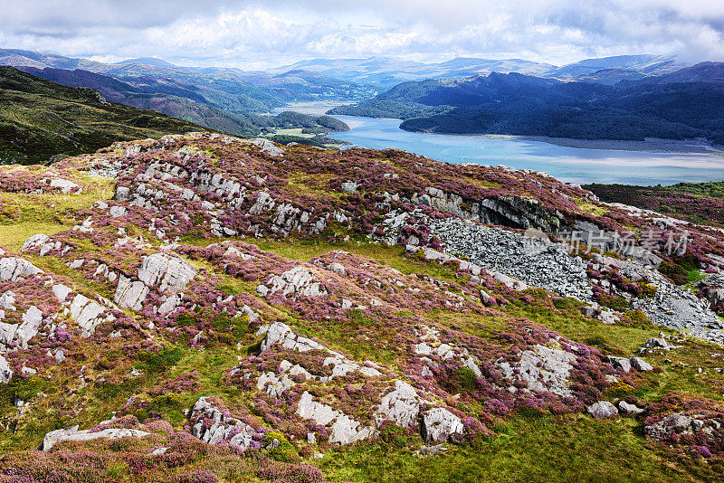 Afon Mawddach, Rocks and Heather，威尔士